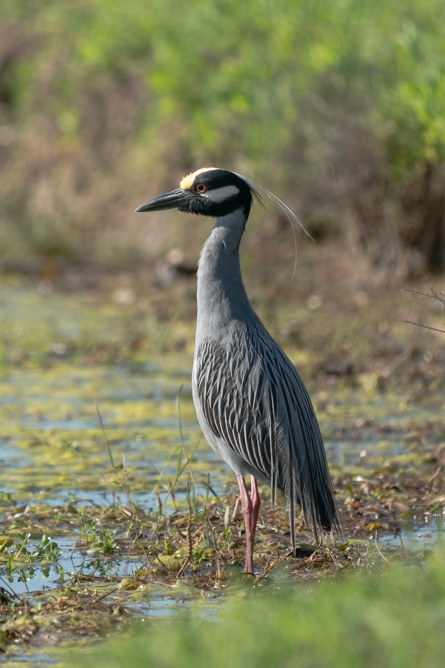 Yellow Crowned Night Heron