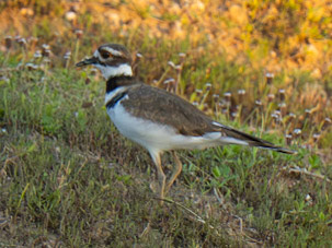 Killdeer