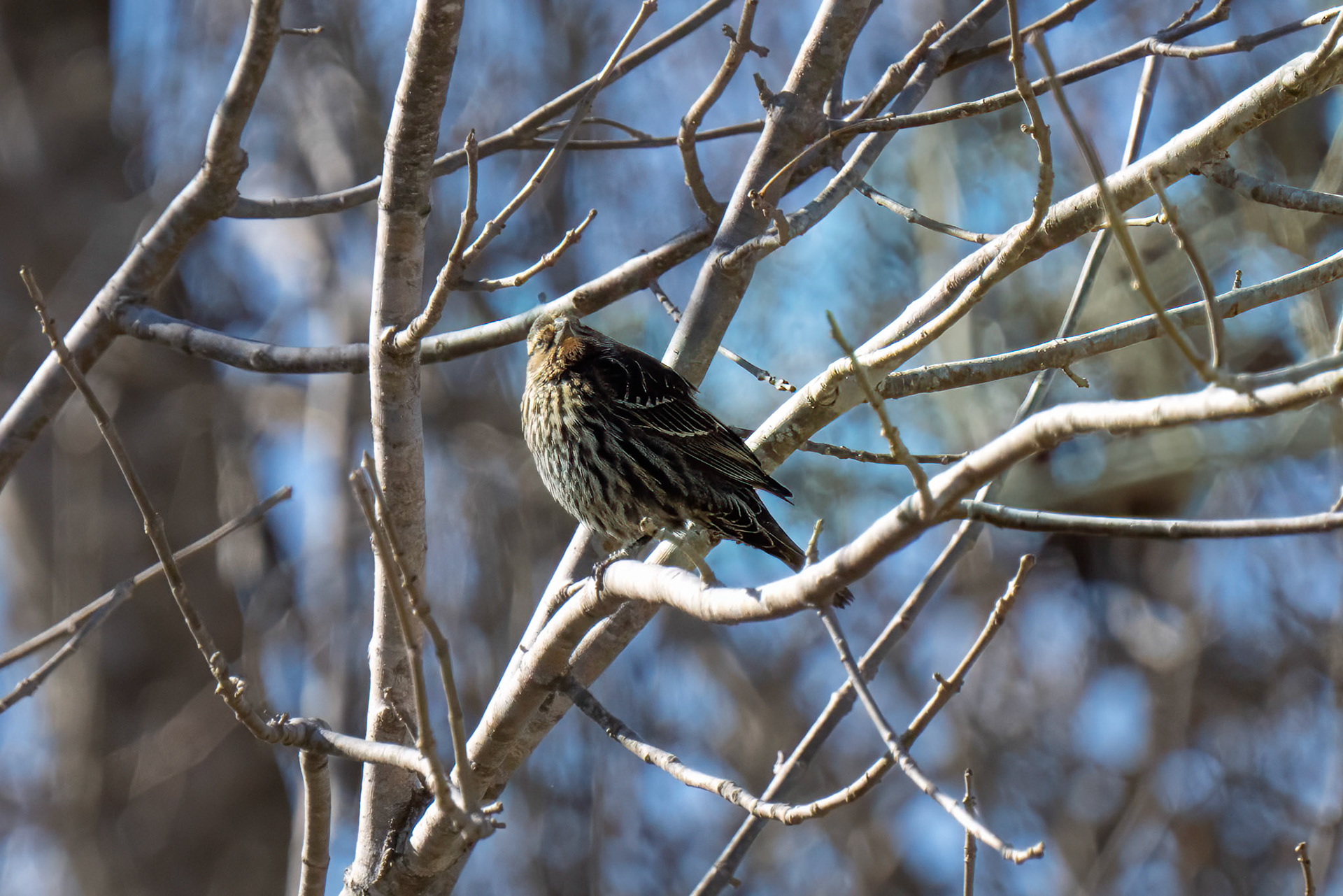 Female Red-winged Blackbird