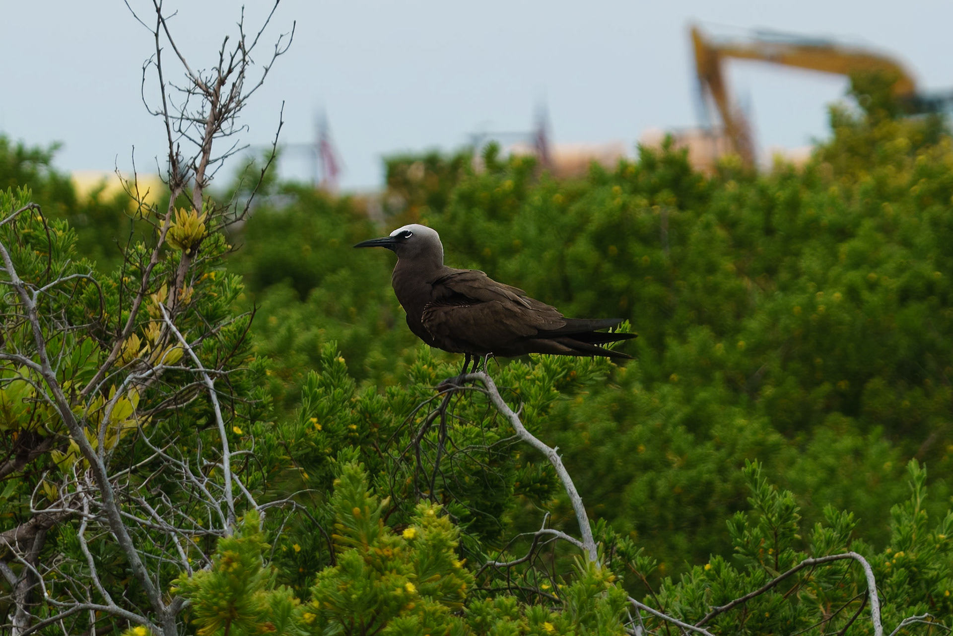 Brown Noddy
