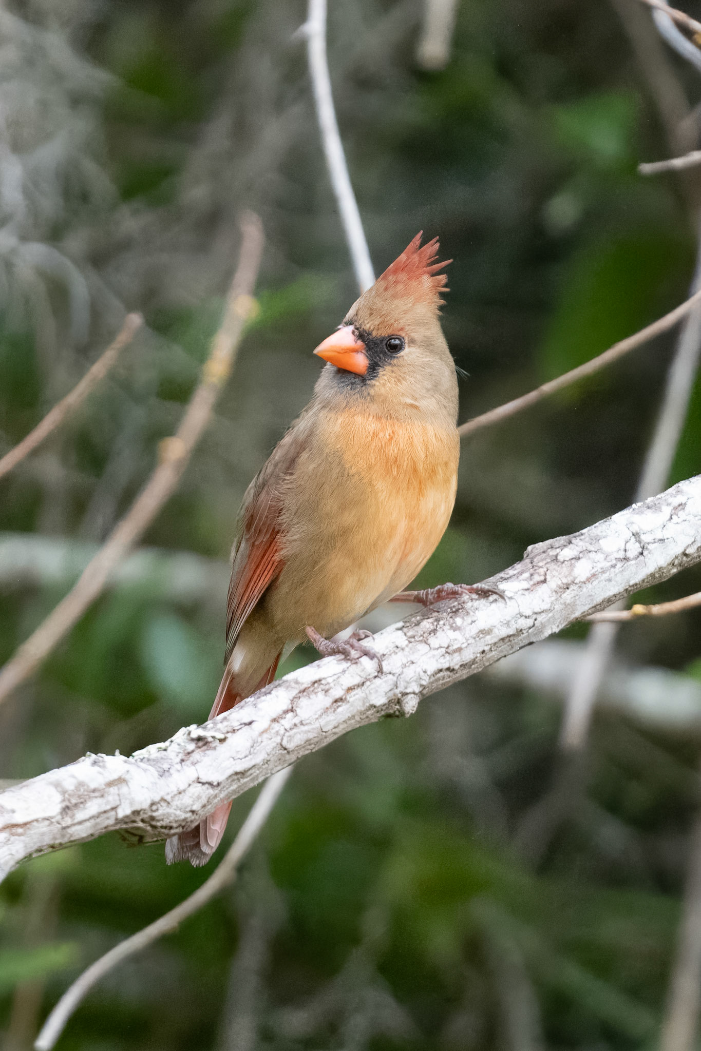 Female Cardinal
