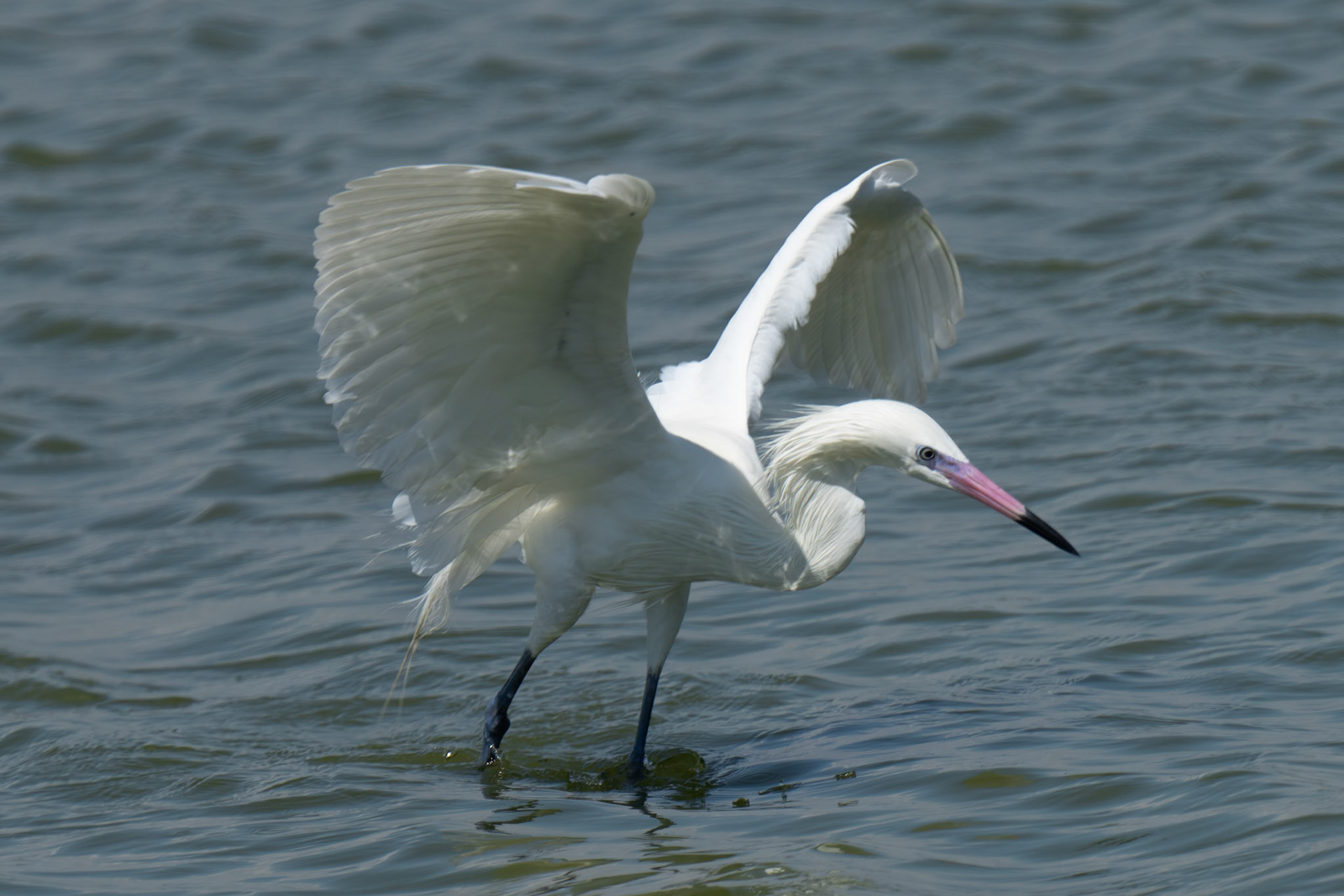 Redish Egret Morph