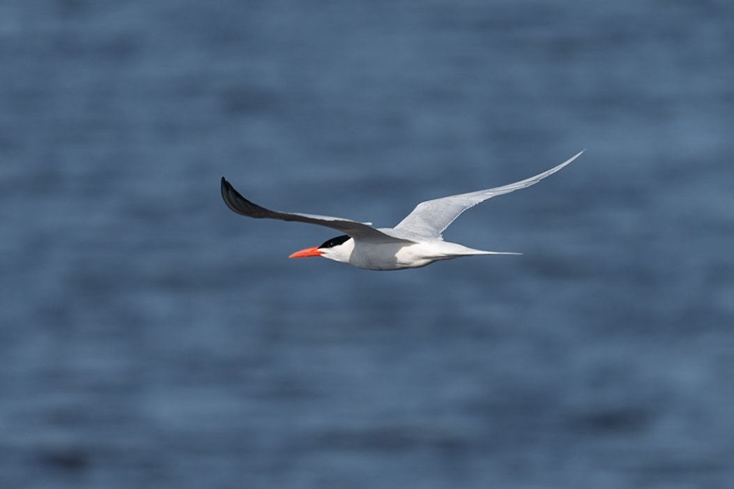Greater American Tern