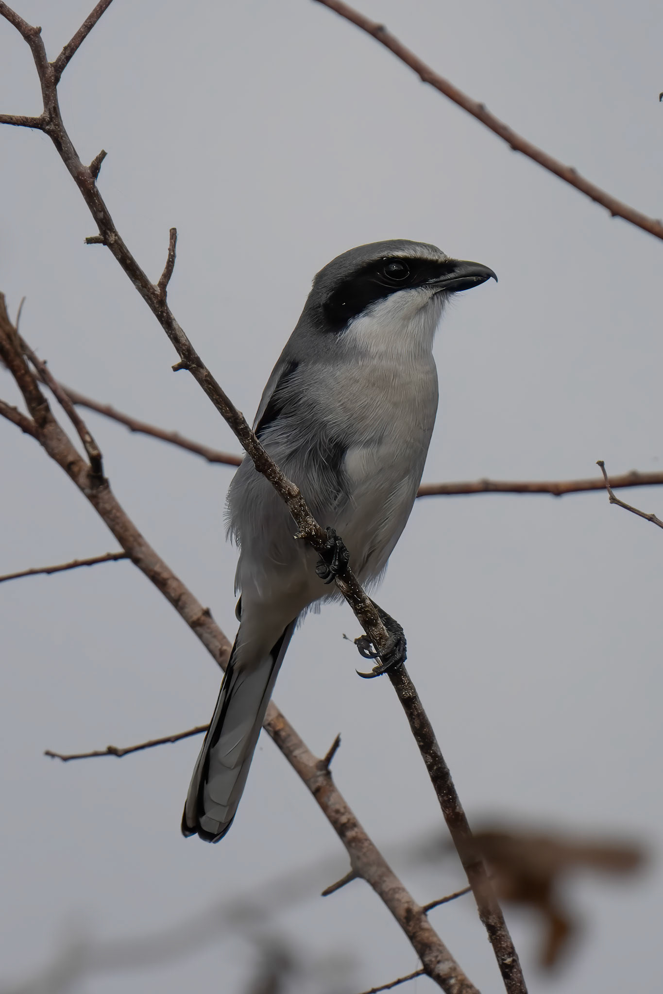 Loggerhead Shrike