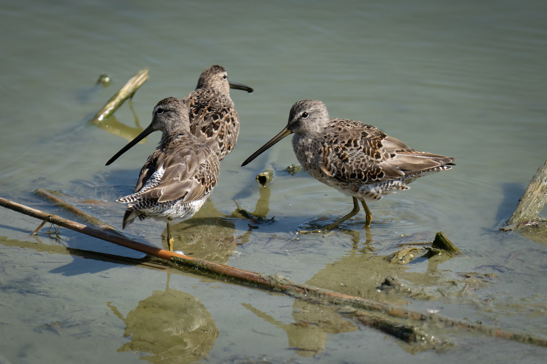 Short-billed Dowitcher