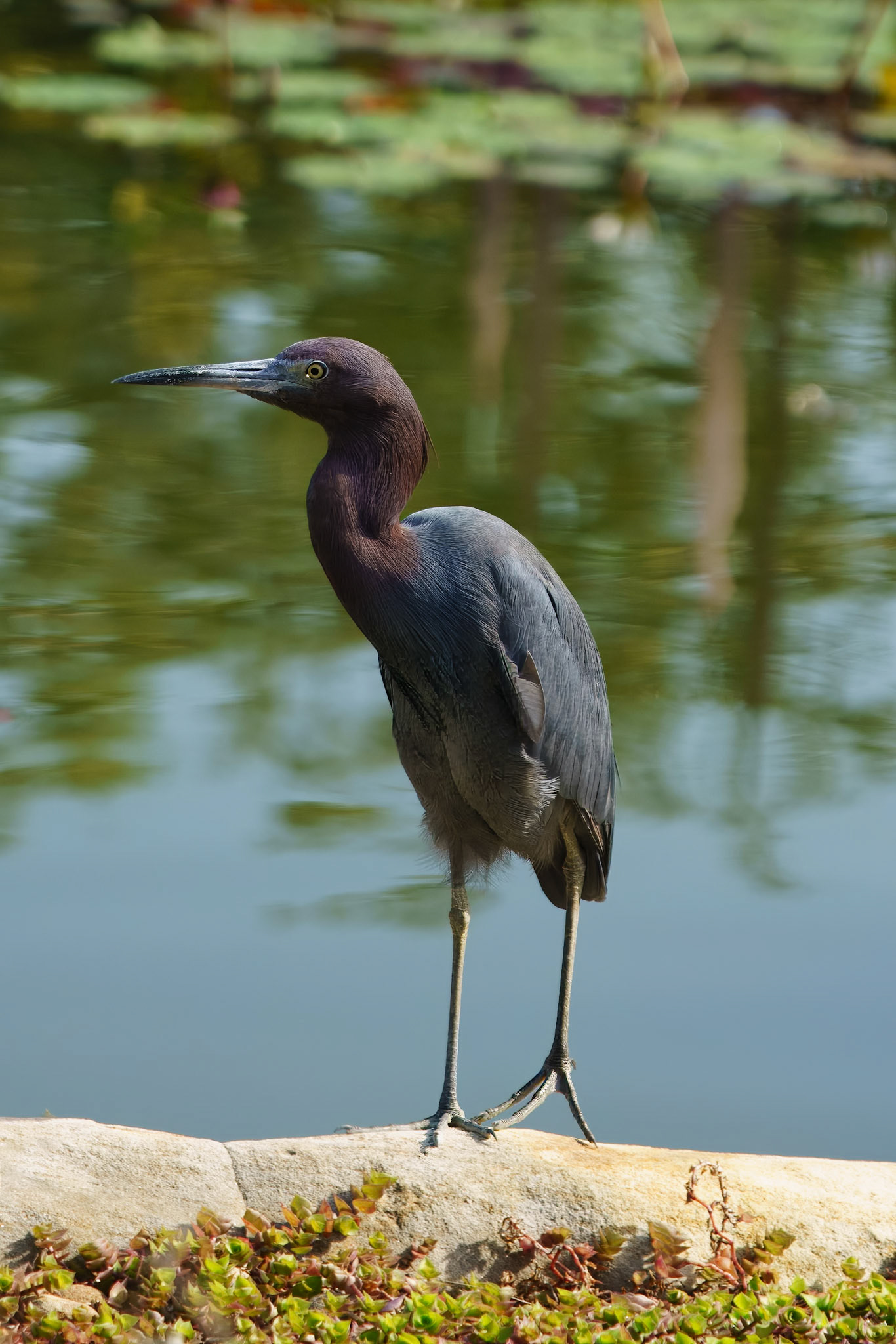 Little Blue Heron. Punta Gorda Florida