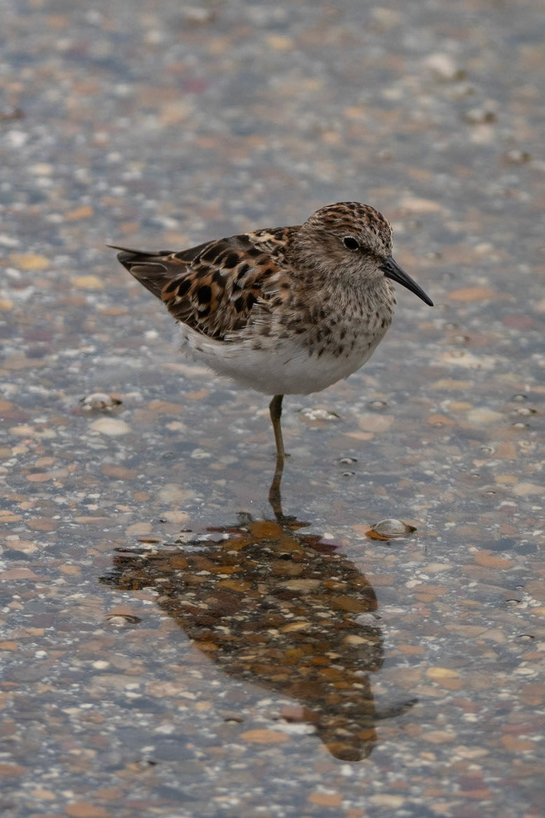 Indian Point Portland TX