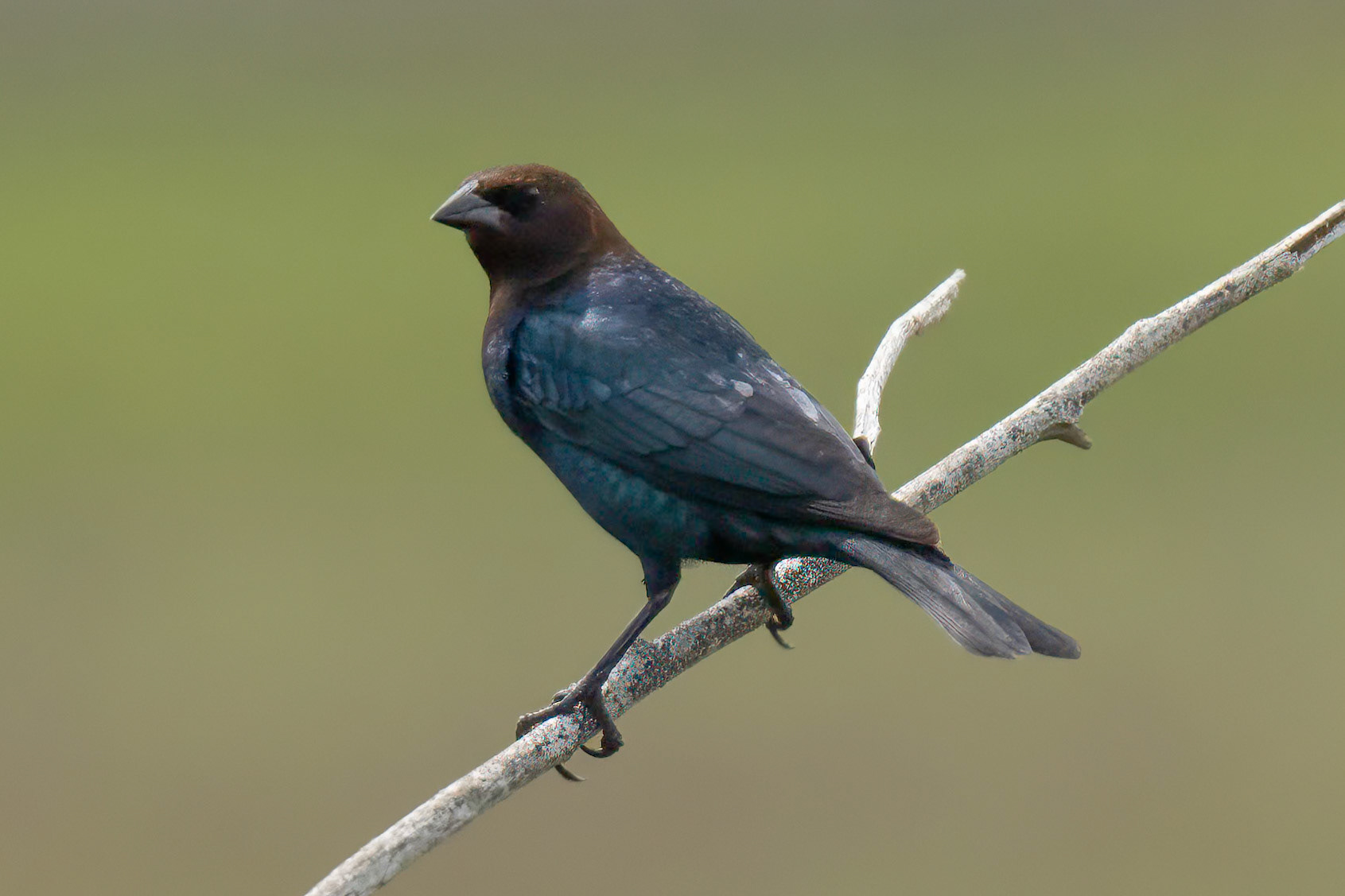 Brown Cowbird