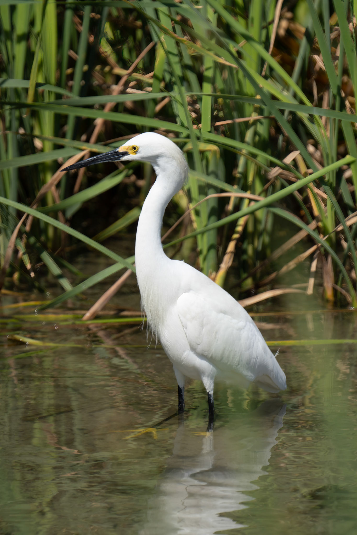 Snowy Egret
