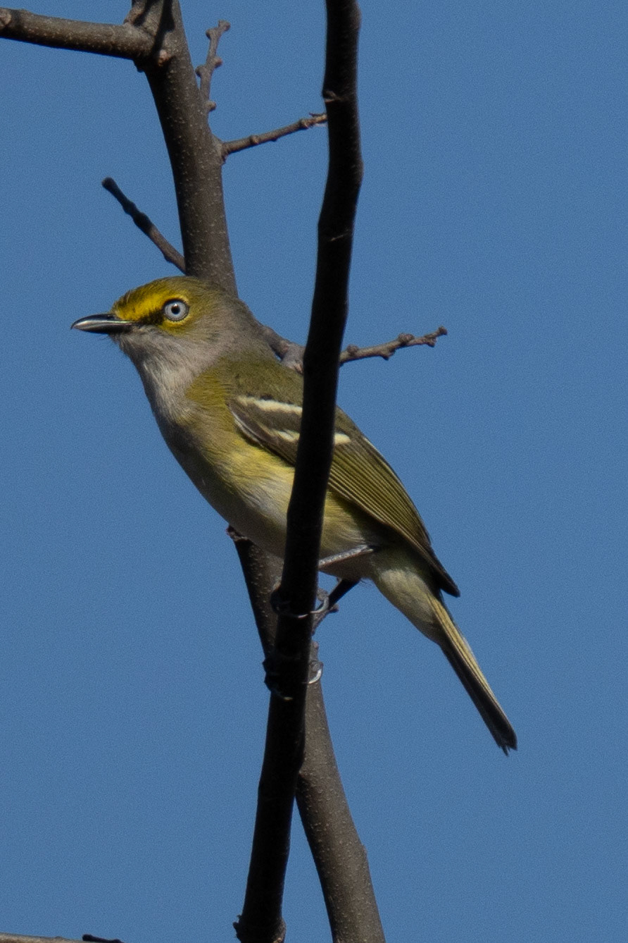 White-Eyed Vireo