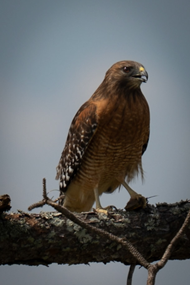 Red Shouldered Hawk