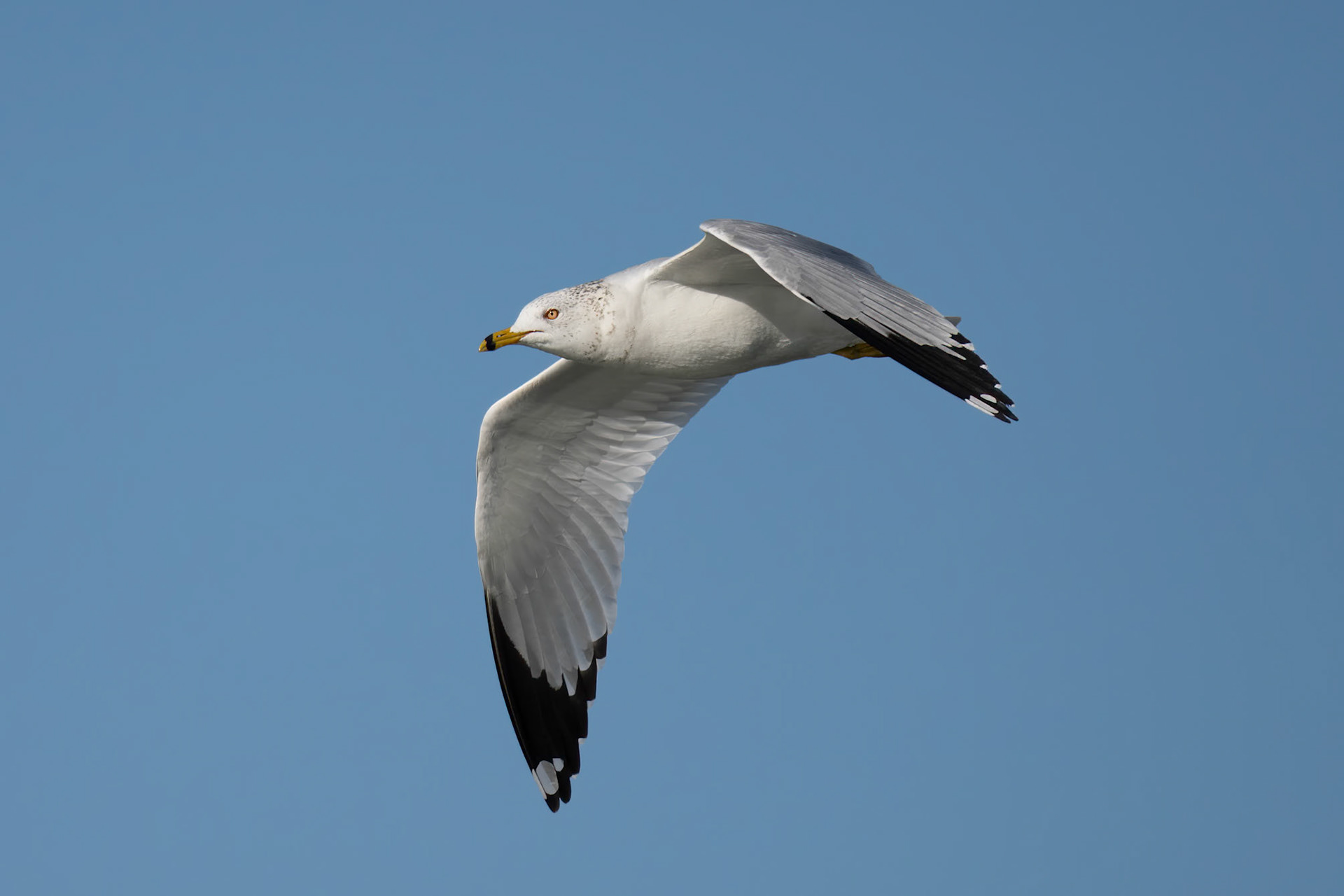 Ring-Billed Gull in Flight