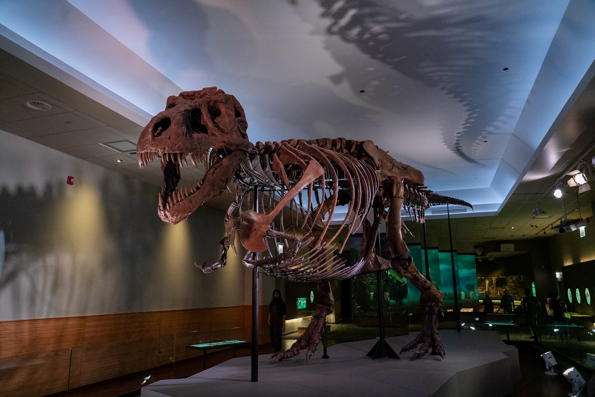 SUE the T-Rex