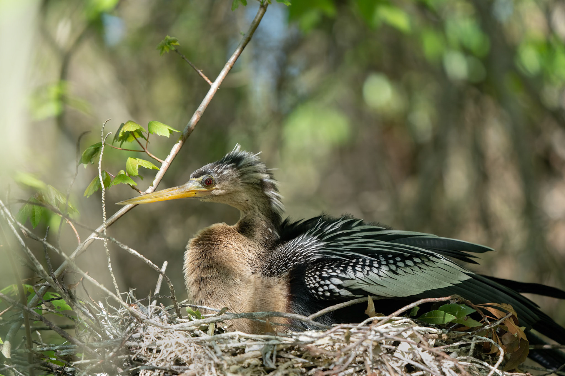 Female Anhinga