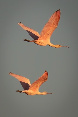 Roseate Spoonbills in Flight