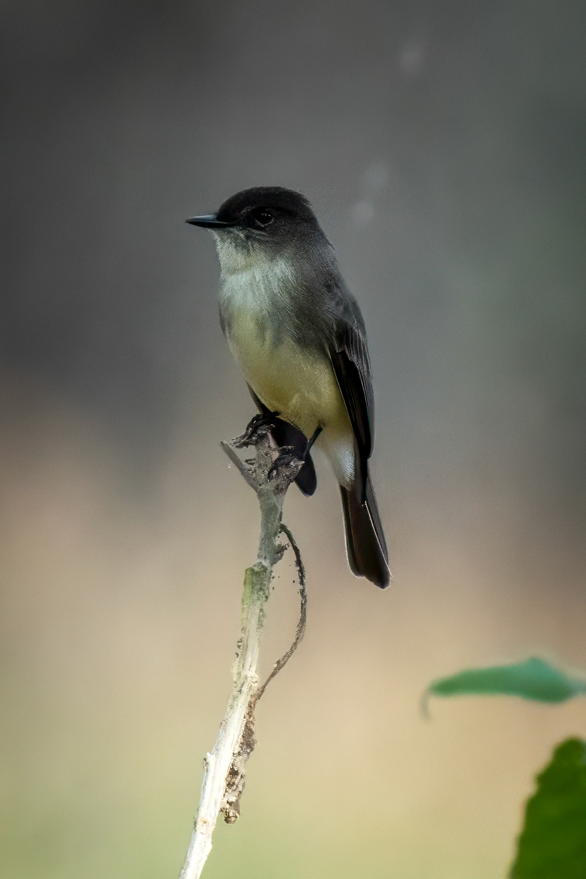 Eastern Phoebie
