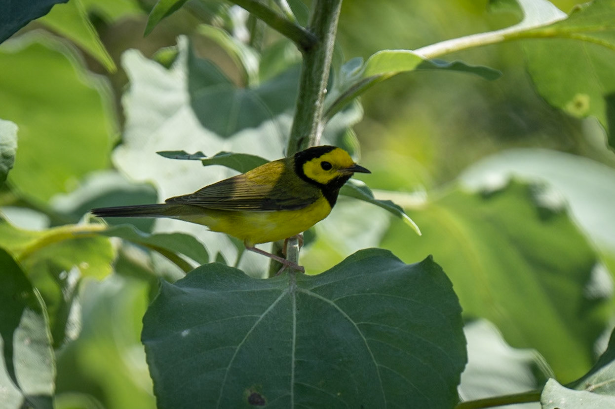 Hooded Warbler