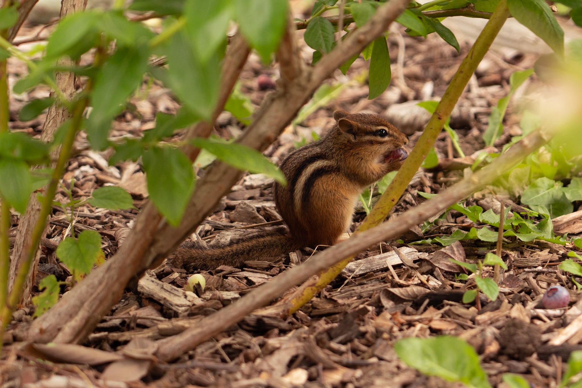 Chipmonk dining on some fresh Blueberries