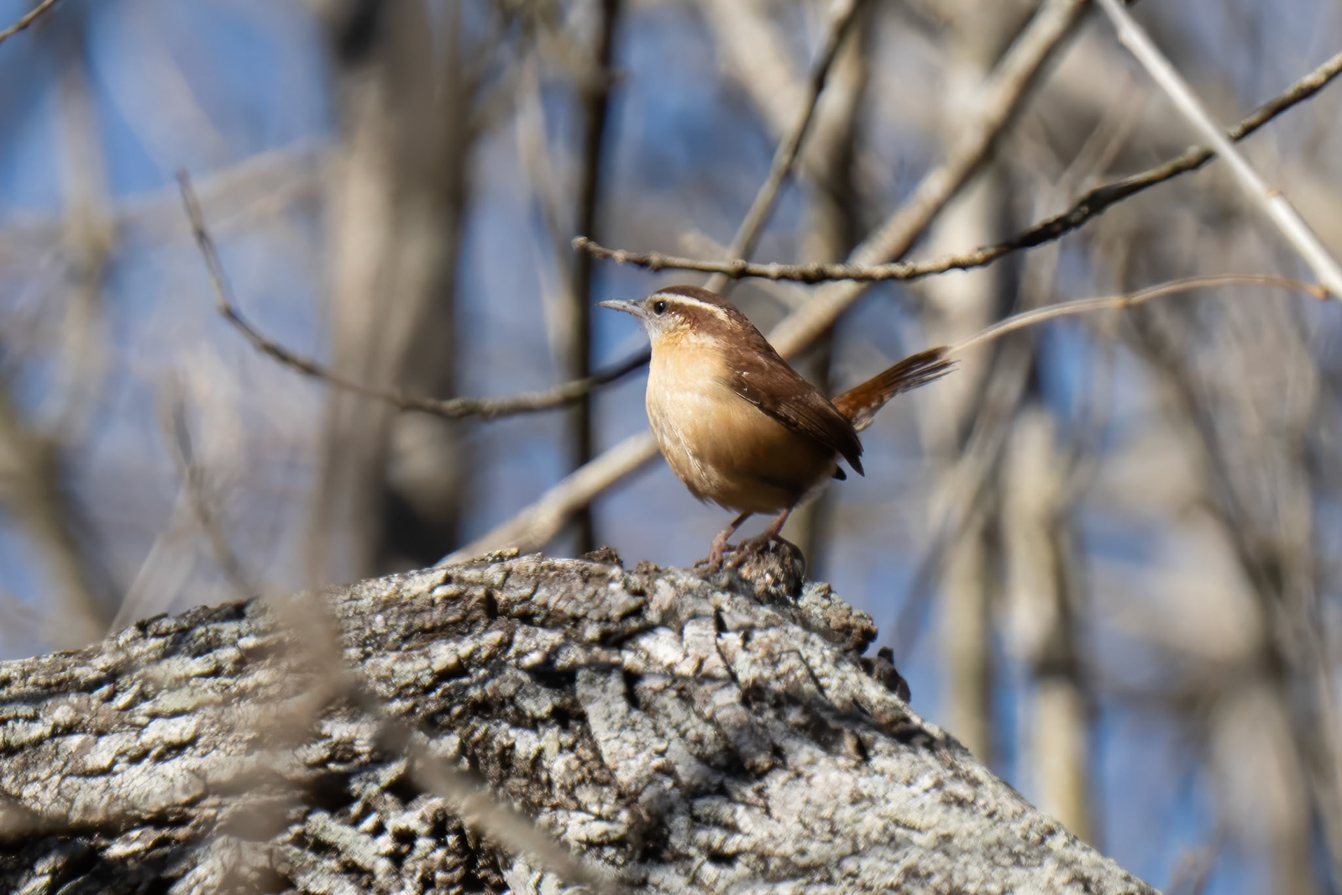 Carolina Wren