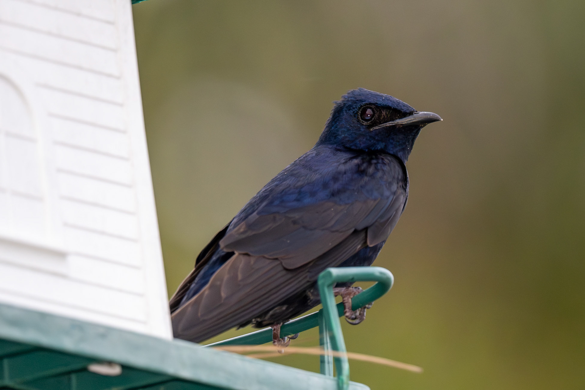Purple Martin (M)