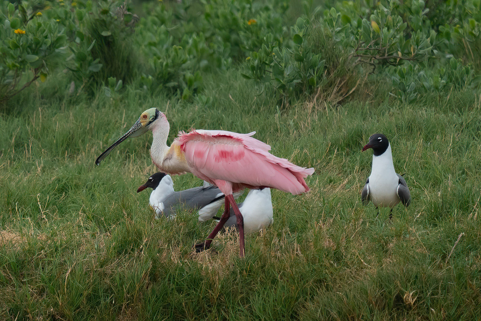 Roseate Spoonbill