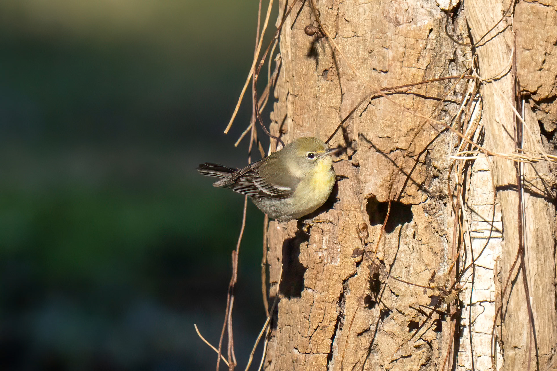 Pine Warbler