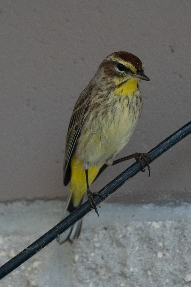 Palm Warbler . Everglades National Park