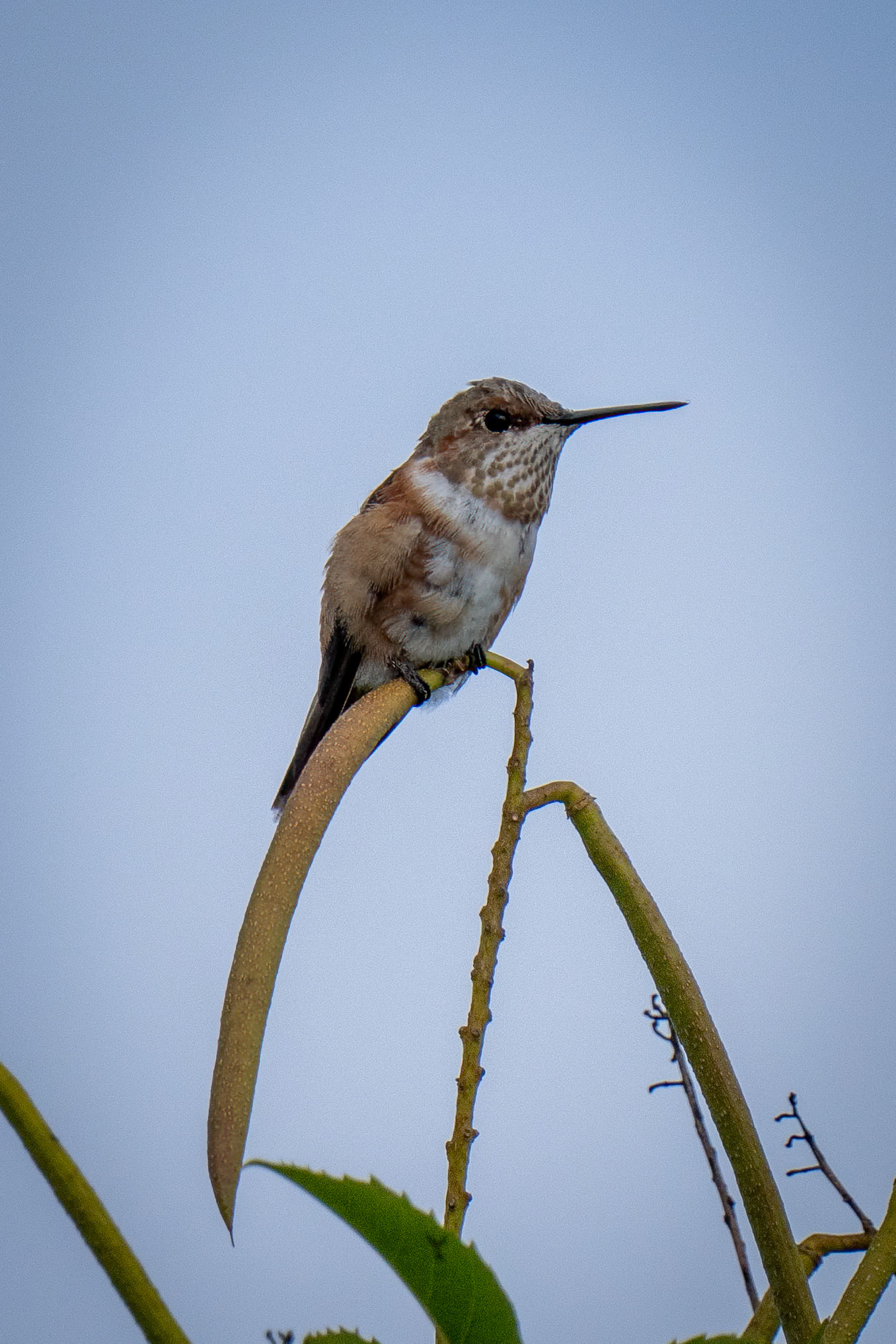 Female rufous Hummingbird