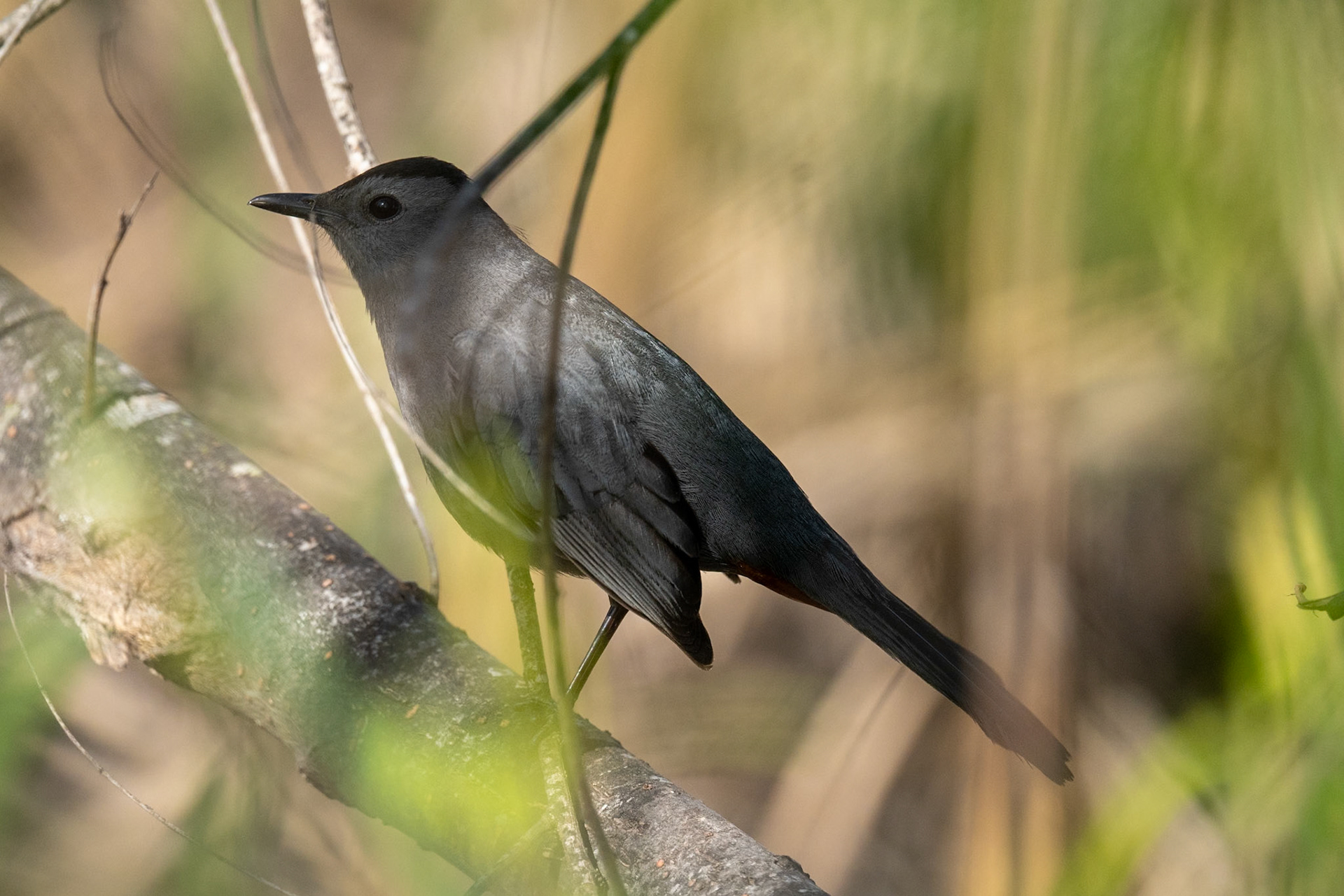 Gray Catbird