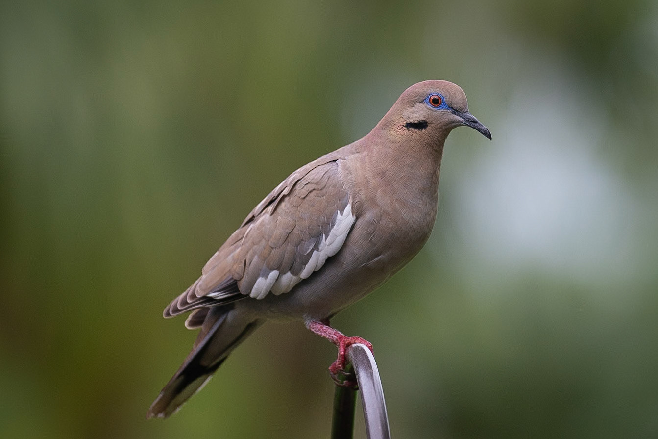 Whitewing Dove
