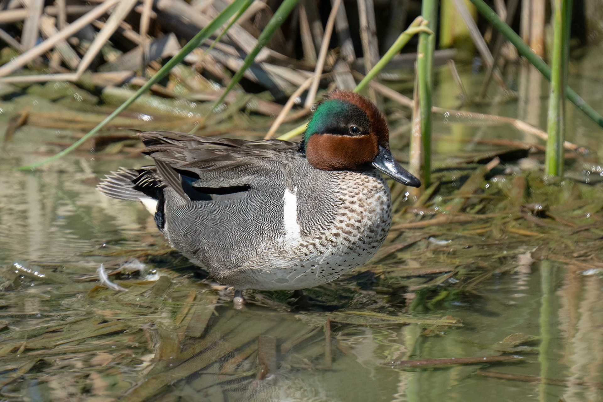 Green-winged Teal