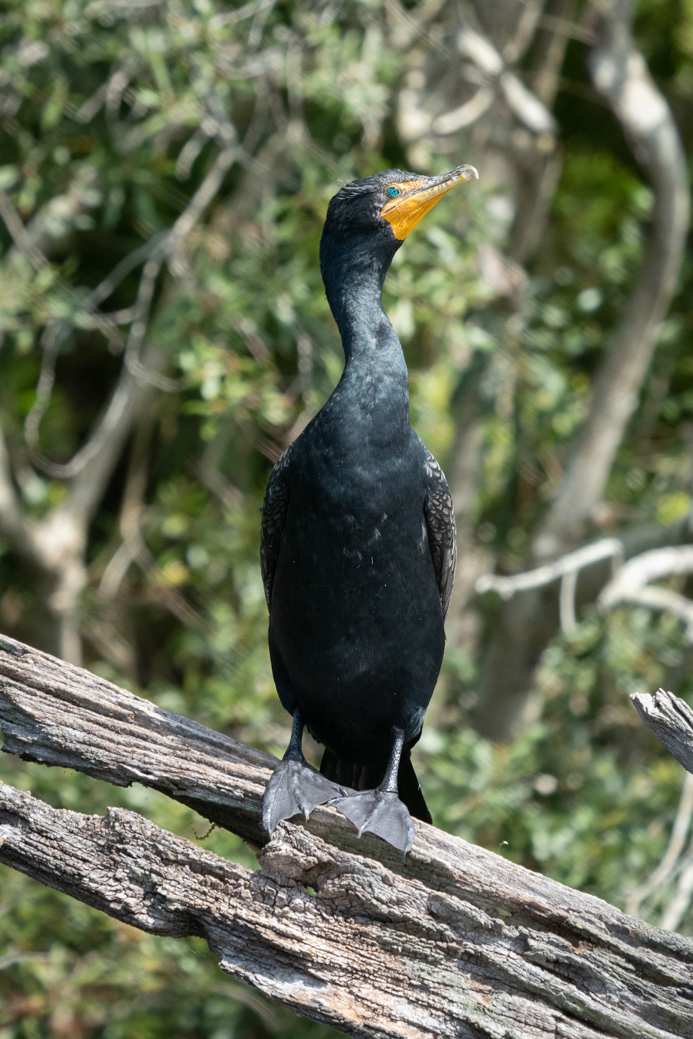 Cormorant