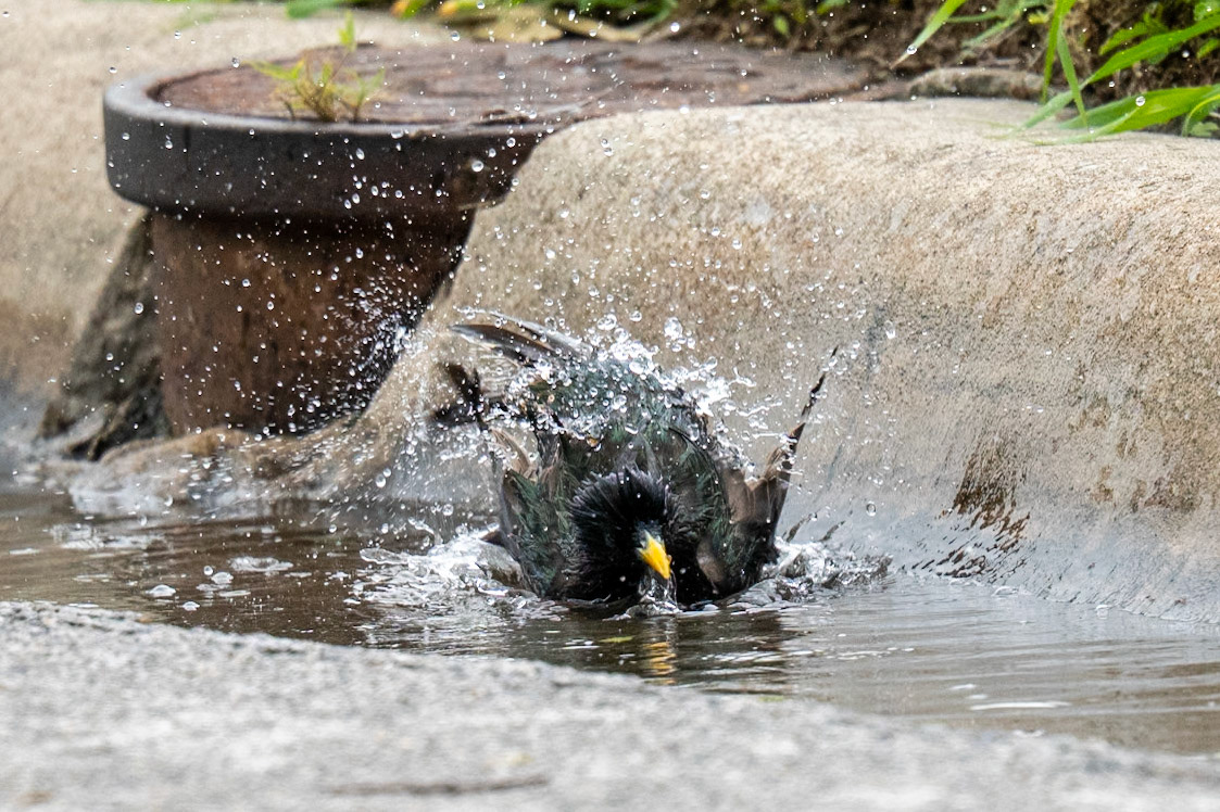 Blucher Park. Starling gettig a bath
