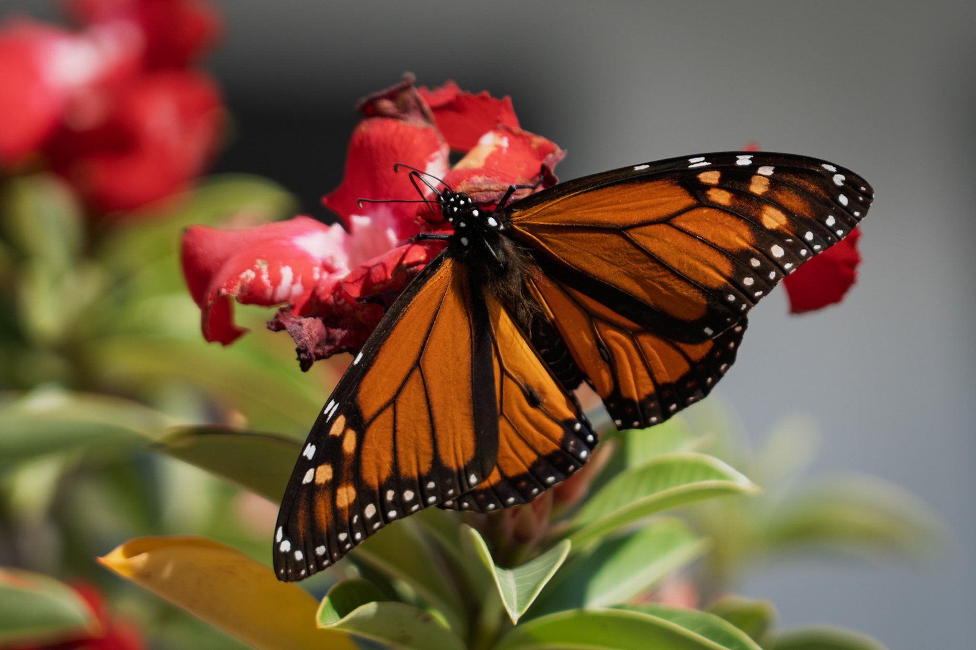 Monarch Buterfly Migration in Rockport