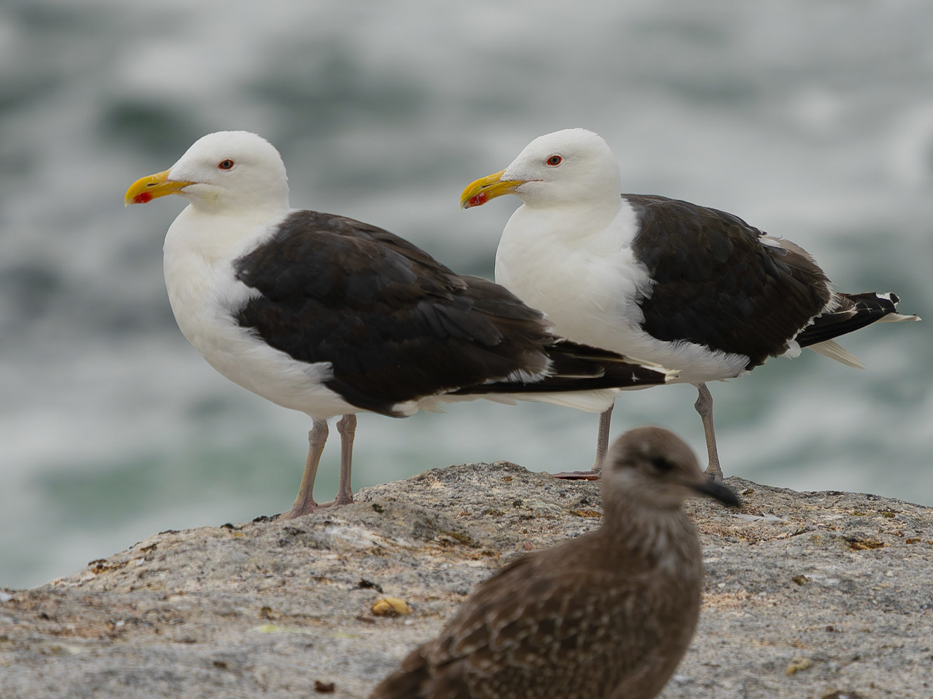 Great Black-backed Gull