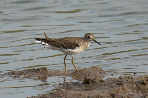 Solitary Sandpiper