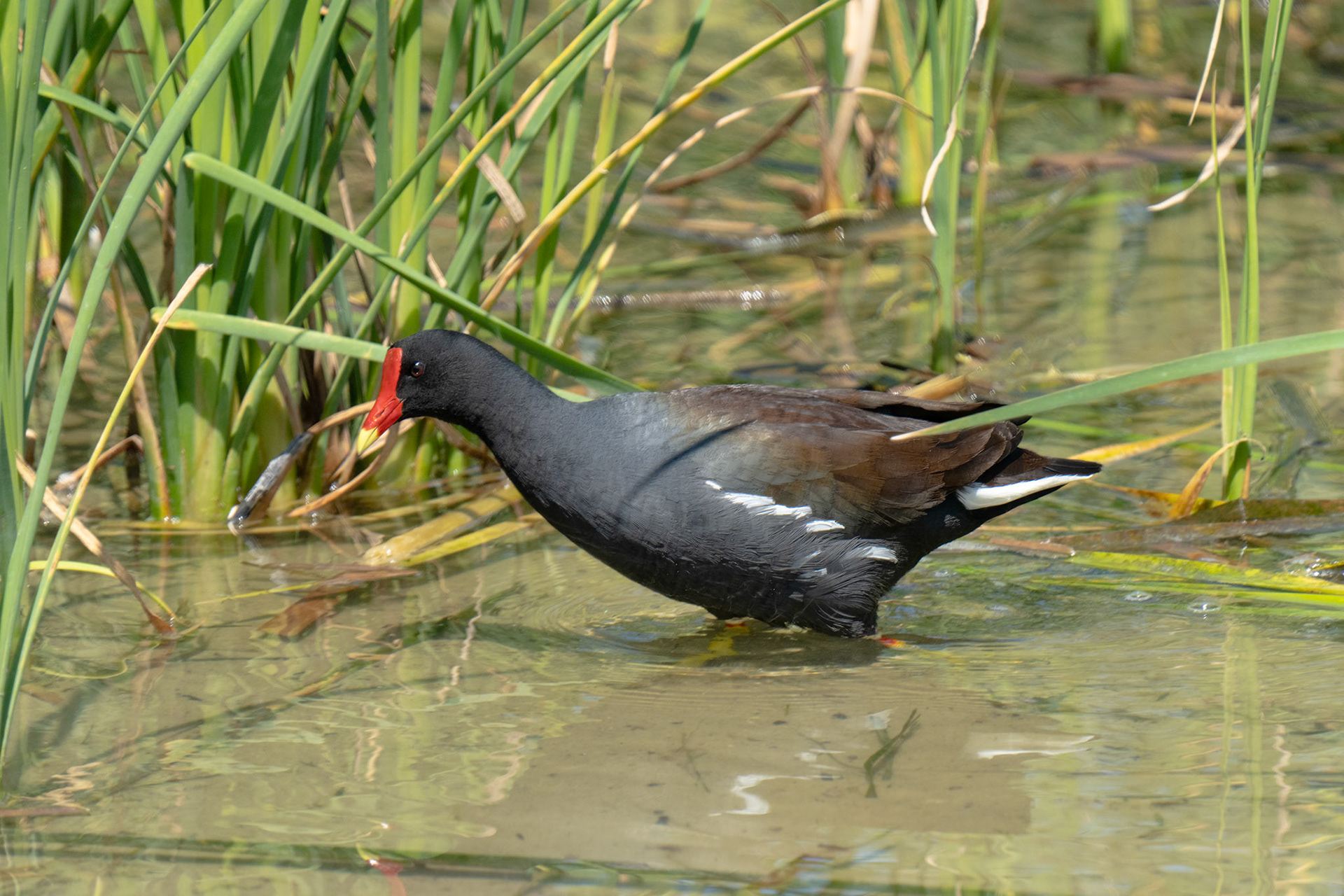 Common Gallinule