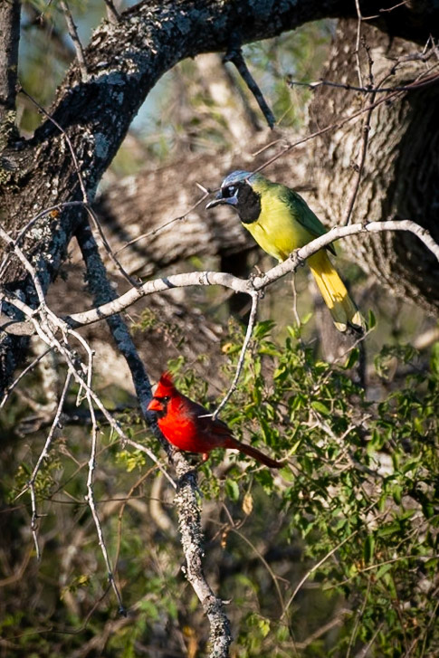 Northern Cardinal and a Green Jay
