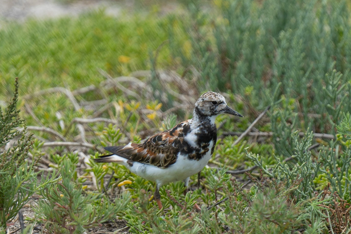 Ruddy Turnstone