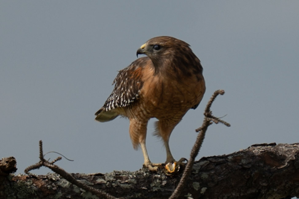 Red Shouldered Hawk