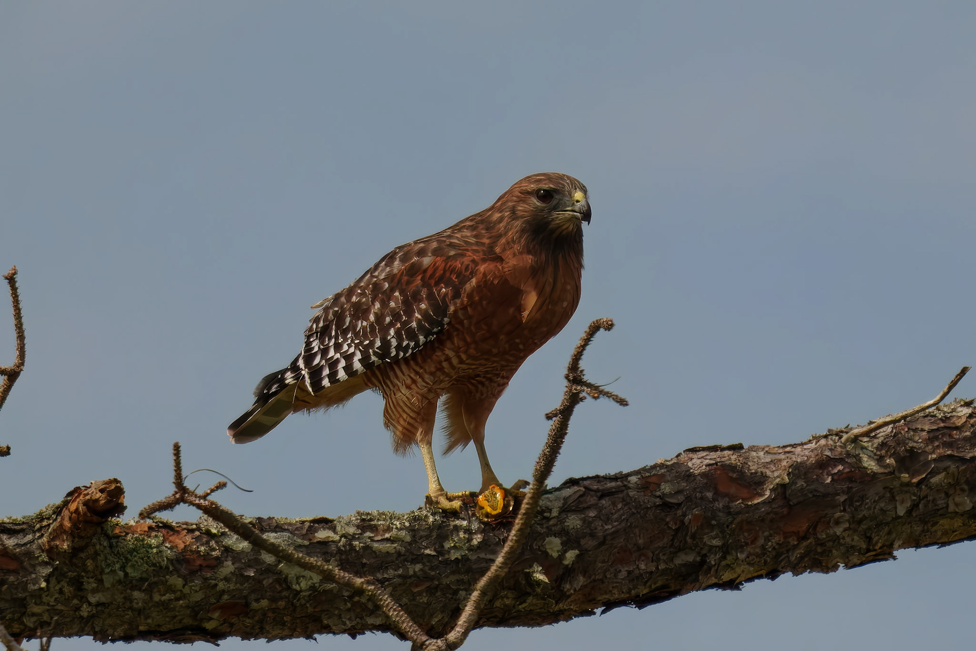 Red Shouldered Hawk