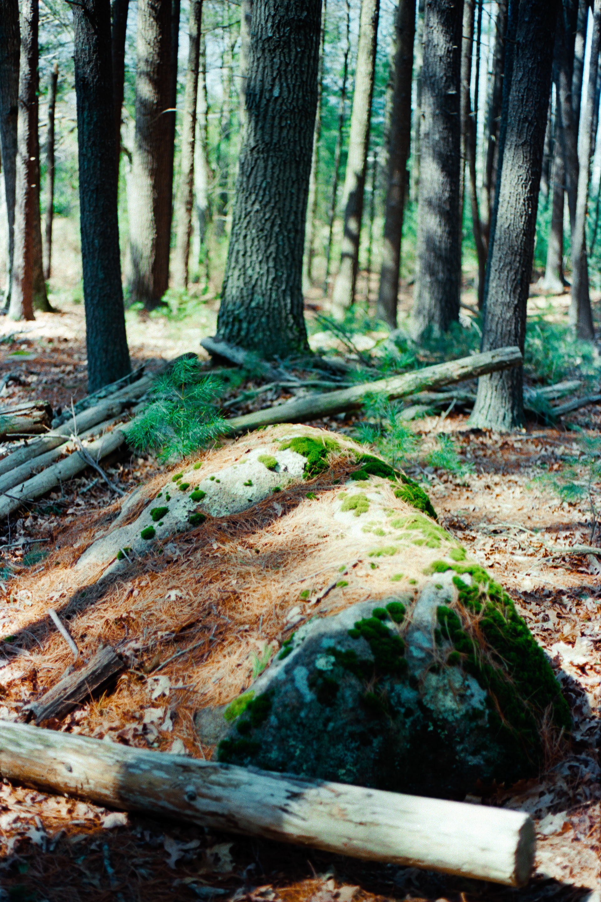 Cemetery Woods, Ektar 100, Canon AE-1, 2020