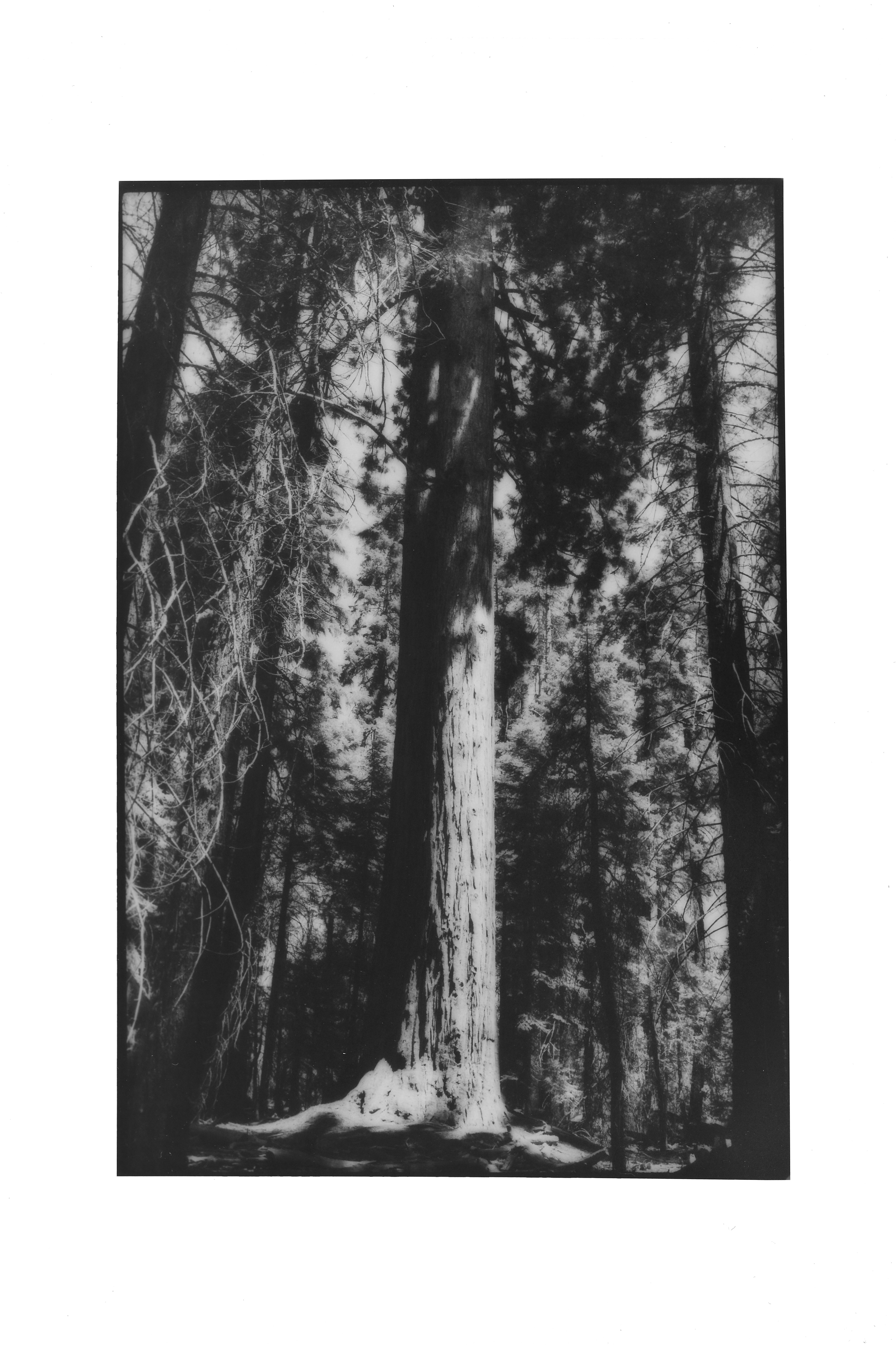 Giant Sequoia at Yosemite