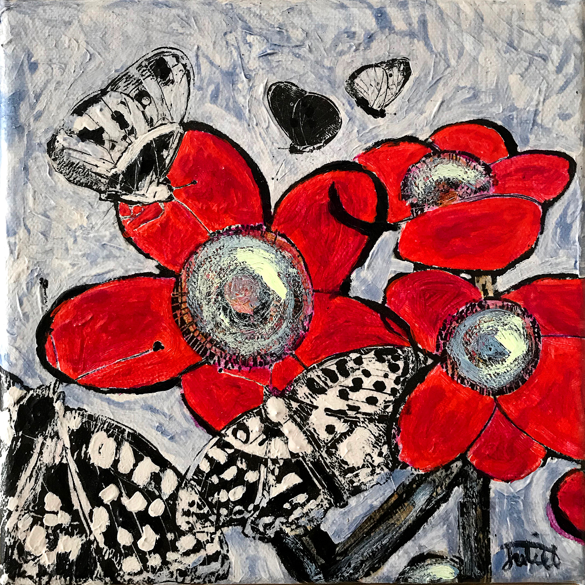 Anemone Coronaria