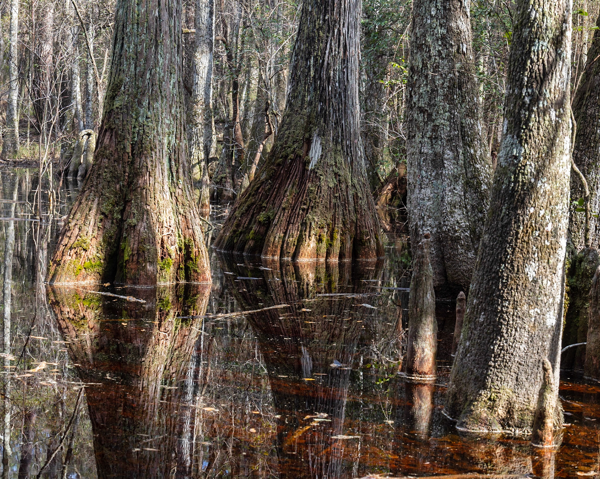 Leon Sinks Geological Area, FL