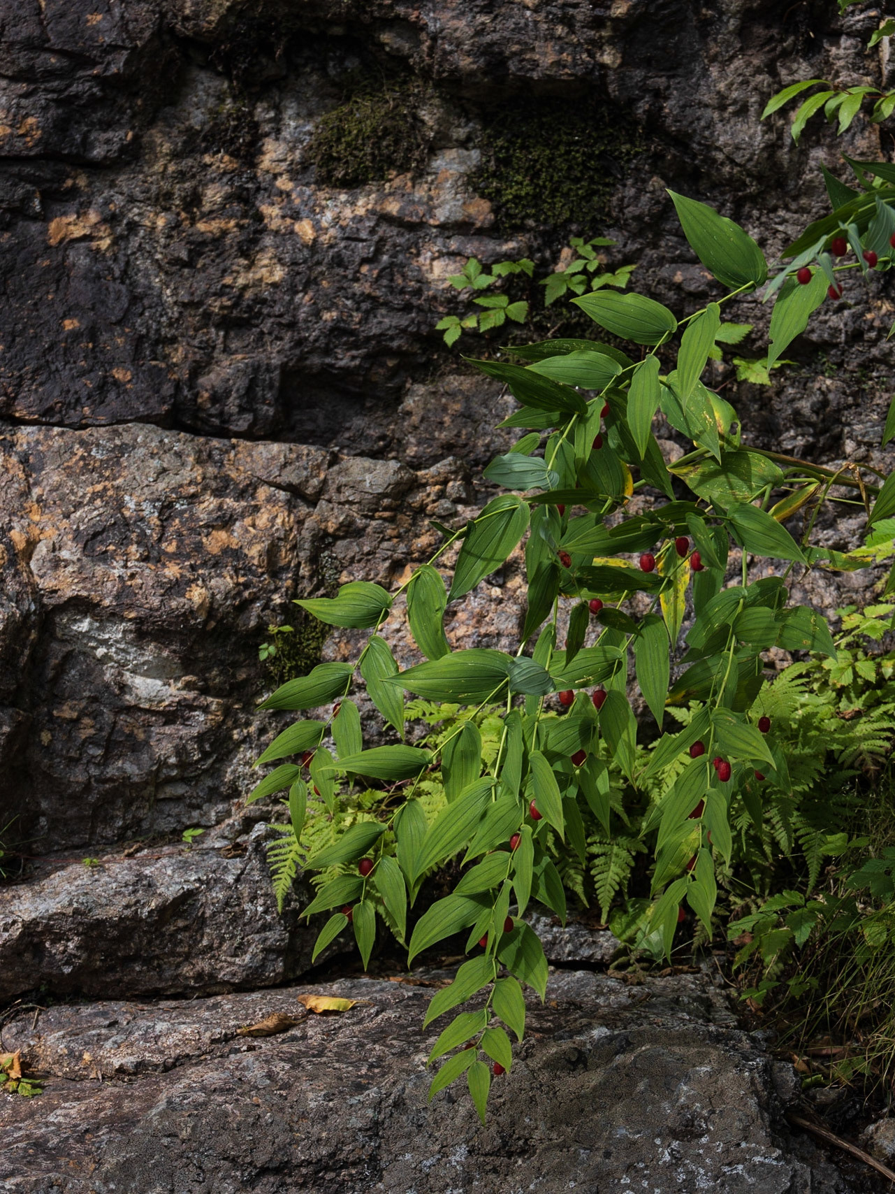 Scenic Waterfalls, Happy Valley, NL