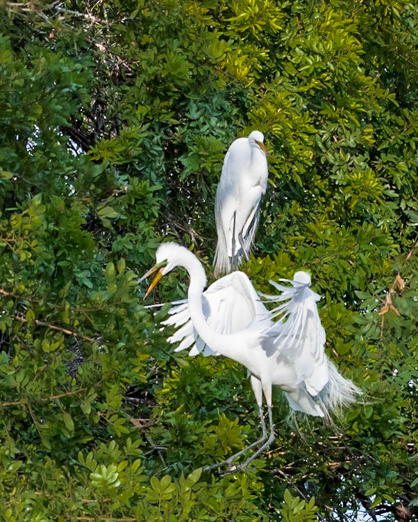 Wilderness Park CG, Fussels Corner, FL