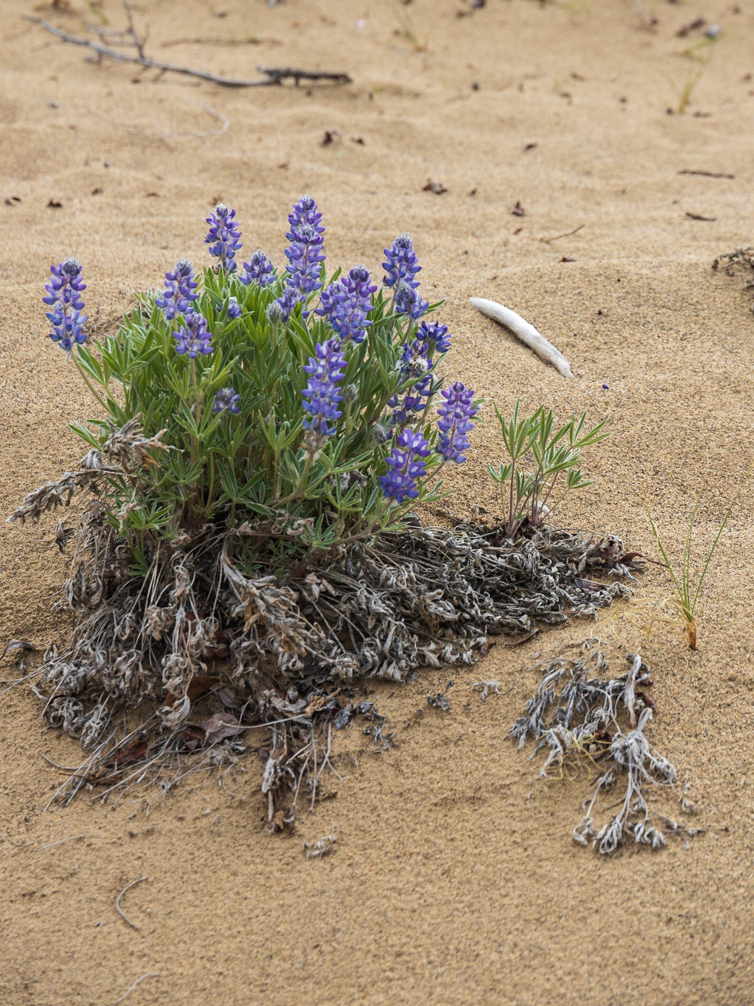 Carcross Desert, Yukon