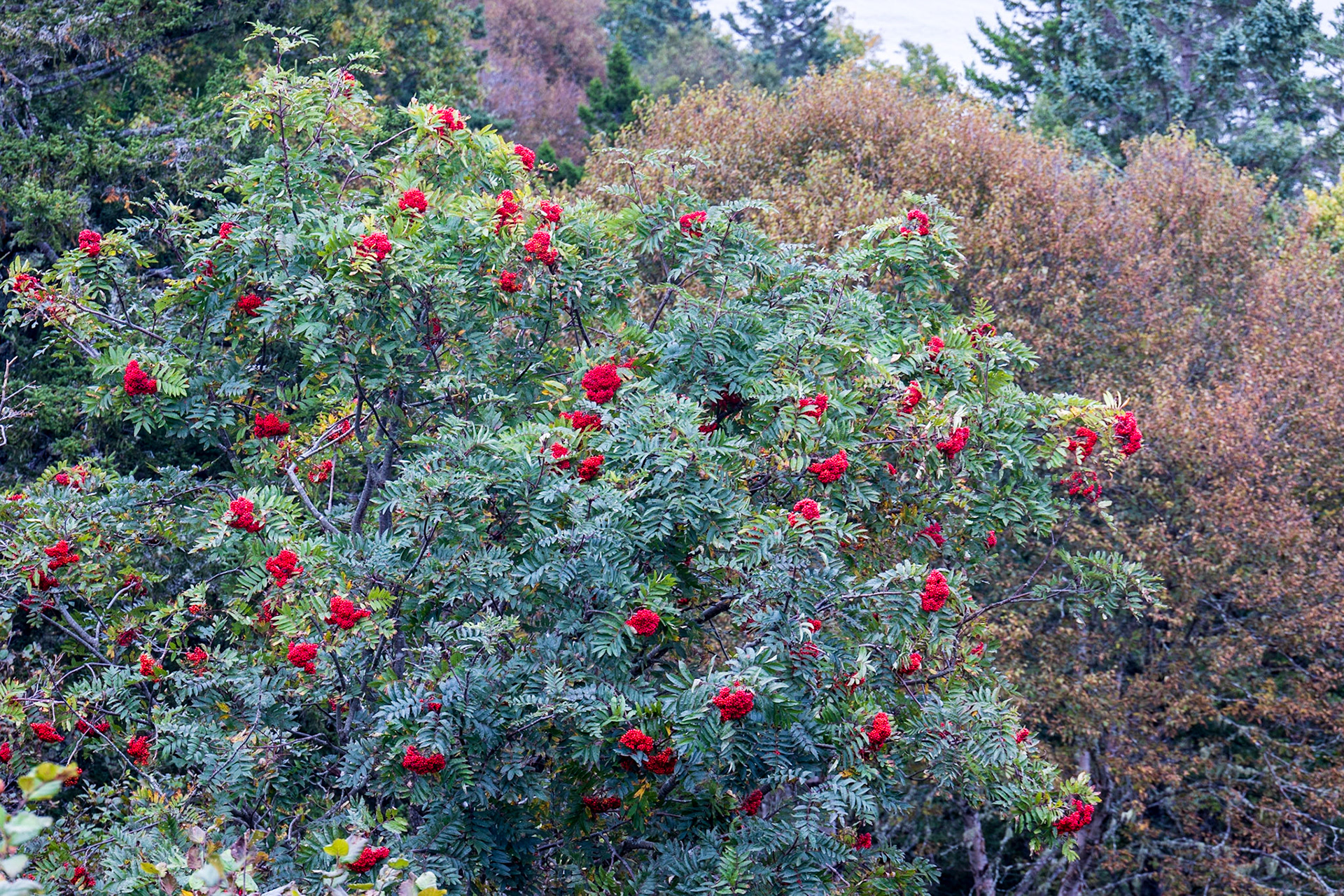 Pangburn Beach Lookout, Funday Parkway, NB