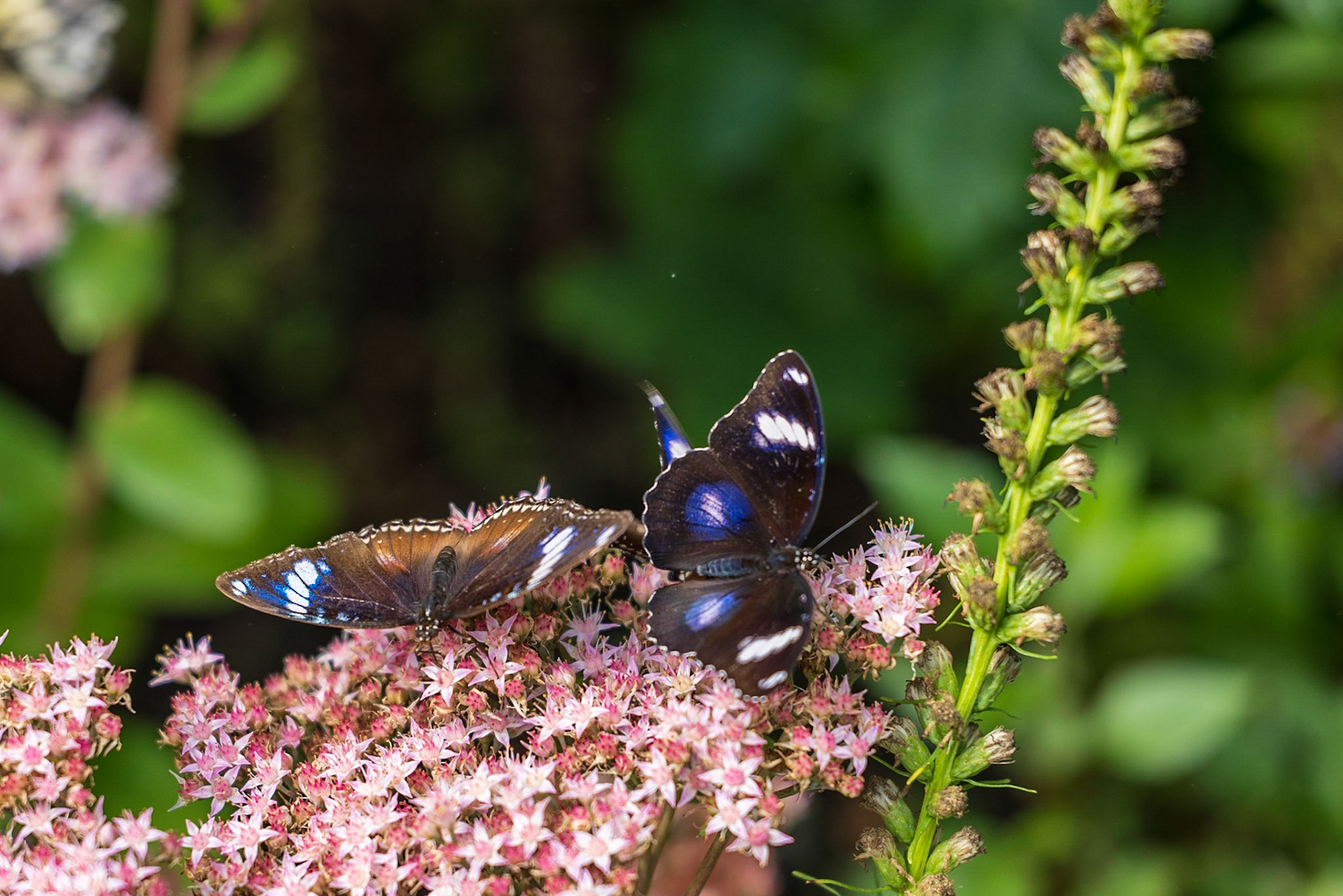 Newfoundland Insectatorium, Reidville, NL